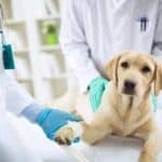 Top 10 Veterinary Medicine Manufacturing Companies In Hyderabad