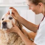 Top 10 Veterinary Medicine Manufacturing Companies In Kolkata