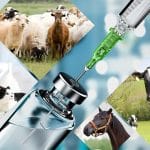 Top 10 Veterinary Medicine Manufacturing Companies In Punjab